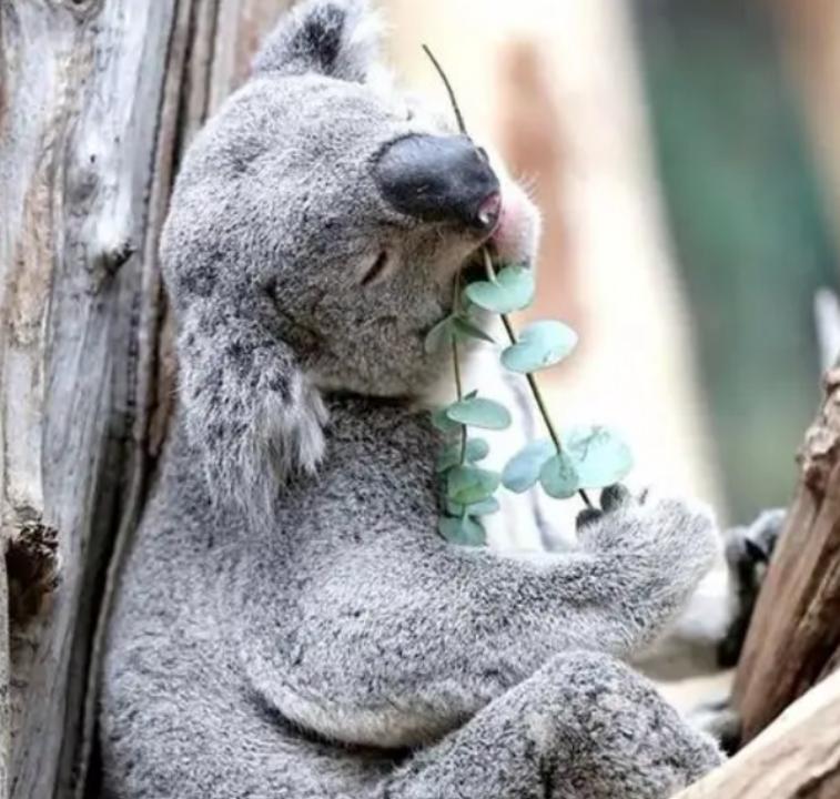 天然尤加利精油,尤加利茶树精油