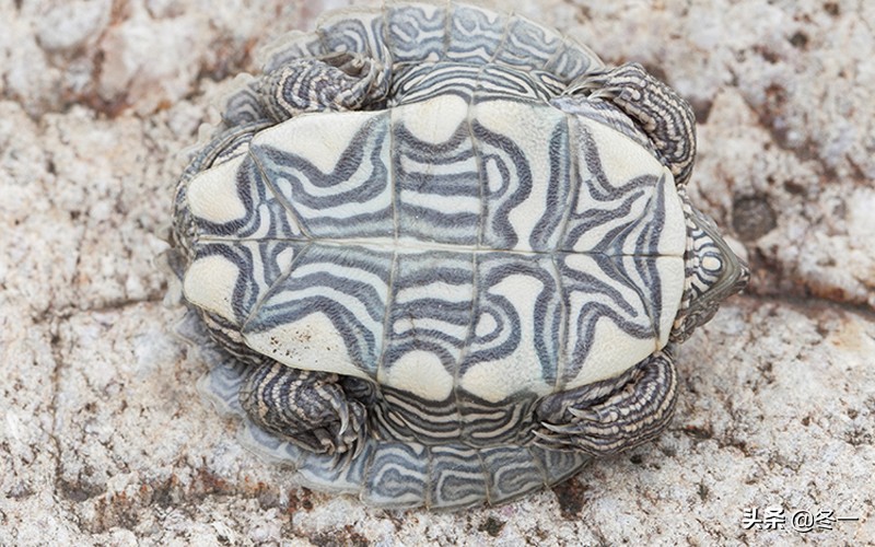 养龟避坑,新手养龟入门基础知识