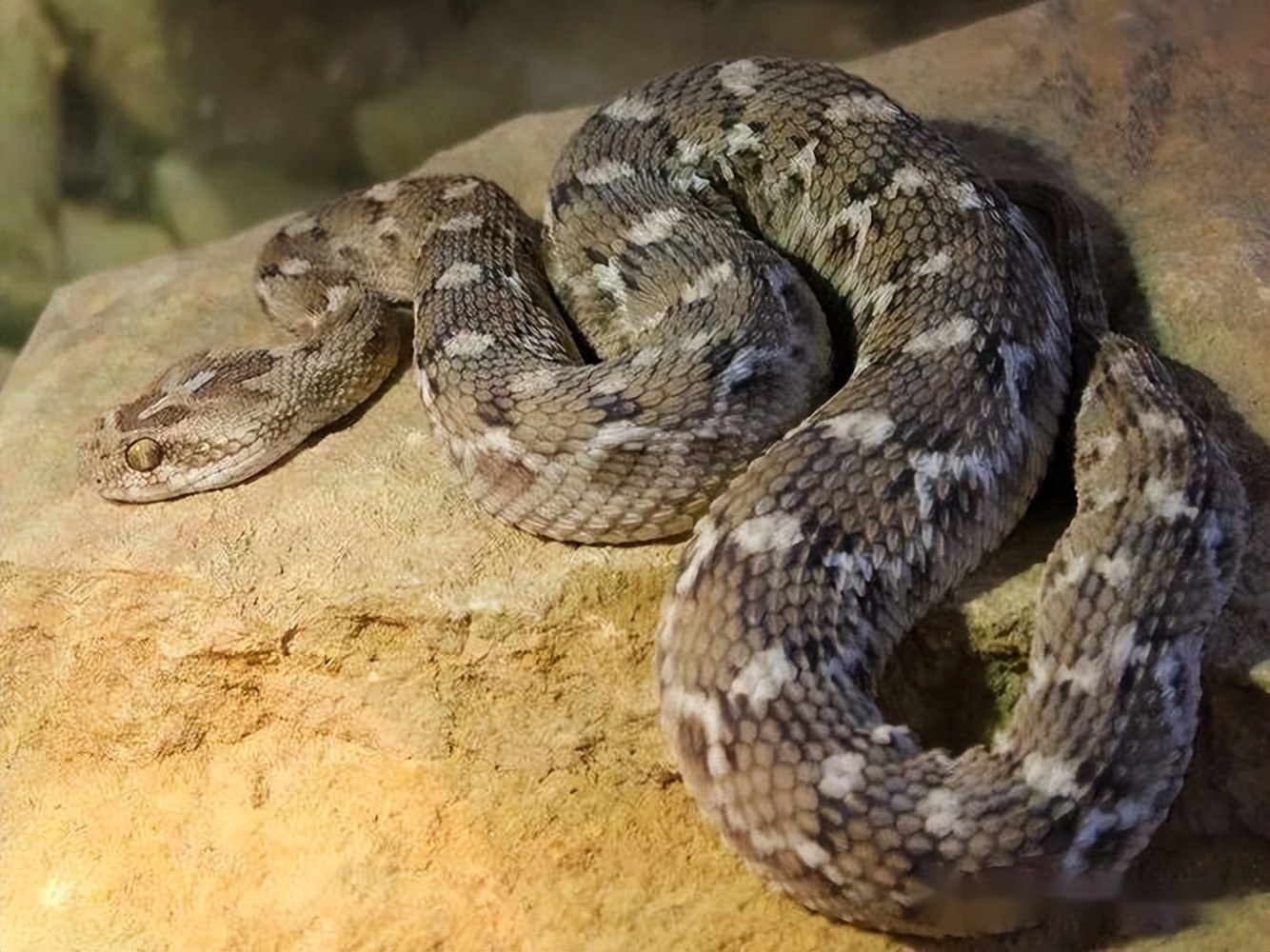 蛇类排名第一的图,蛇类十大排名