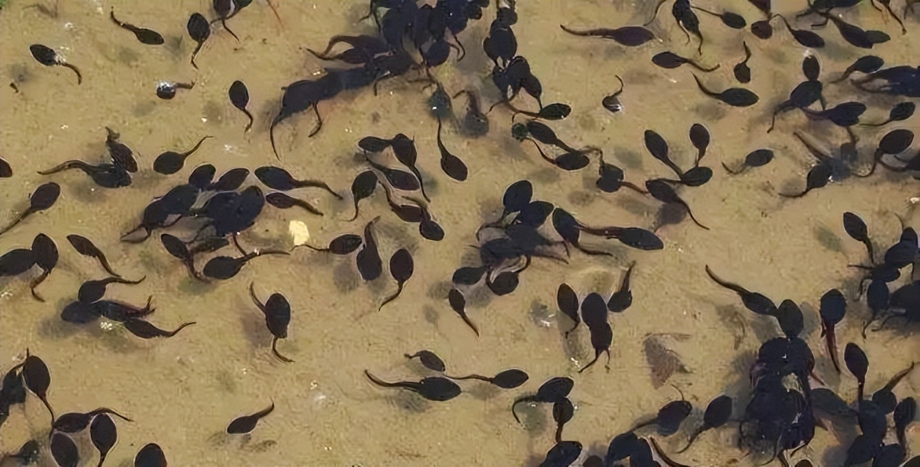 投虾苗后要注意些什么,怎么预防蝌蚪红肚病