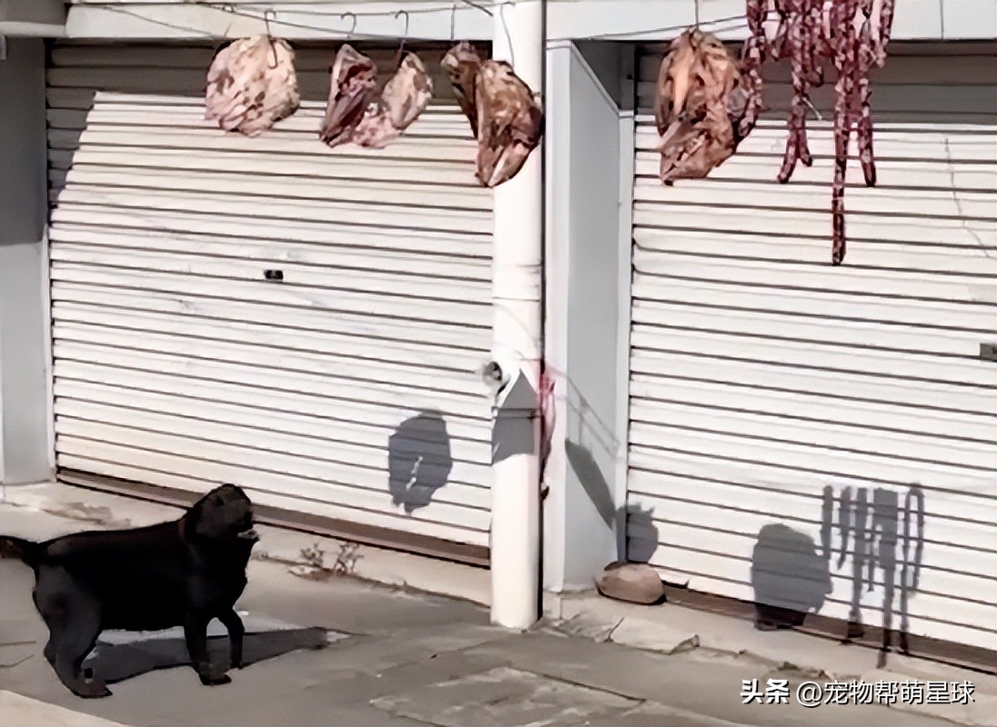 狗狗看见晒的腊肉香肠馋得直跳脚,狗子眼红主人吃肉