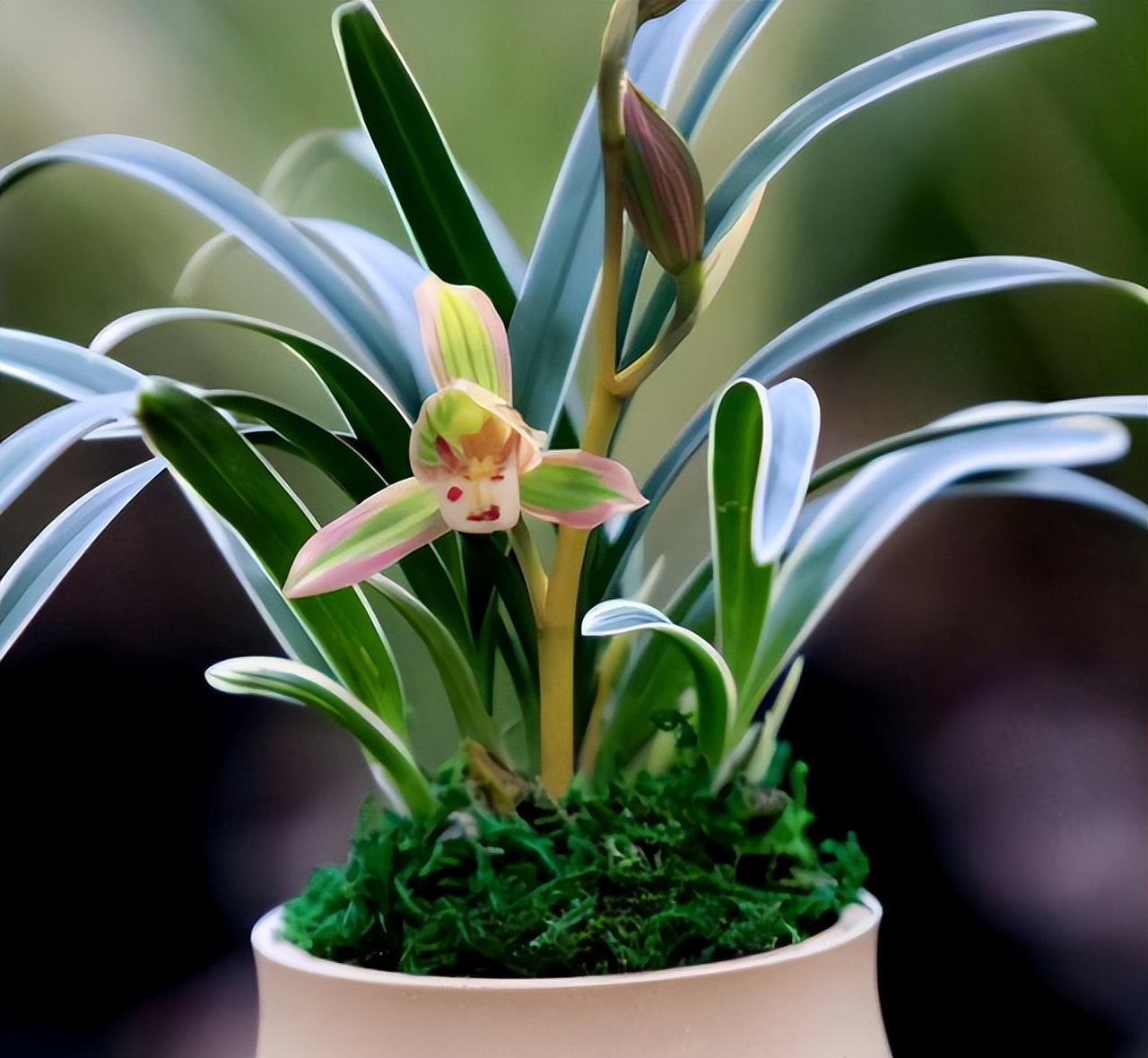 建兰帝王妃为何不上花,建兰帝王妃兰花品种图片