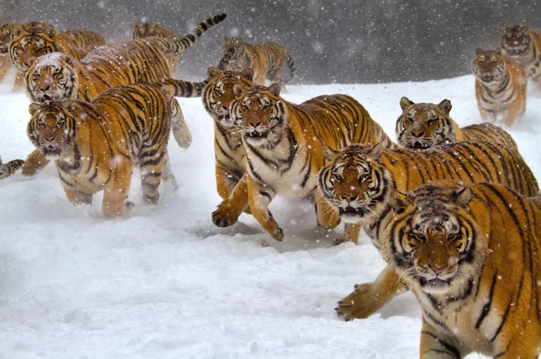 饿虎架不住群狼的下一句,饿虎难敌群狼上一句