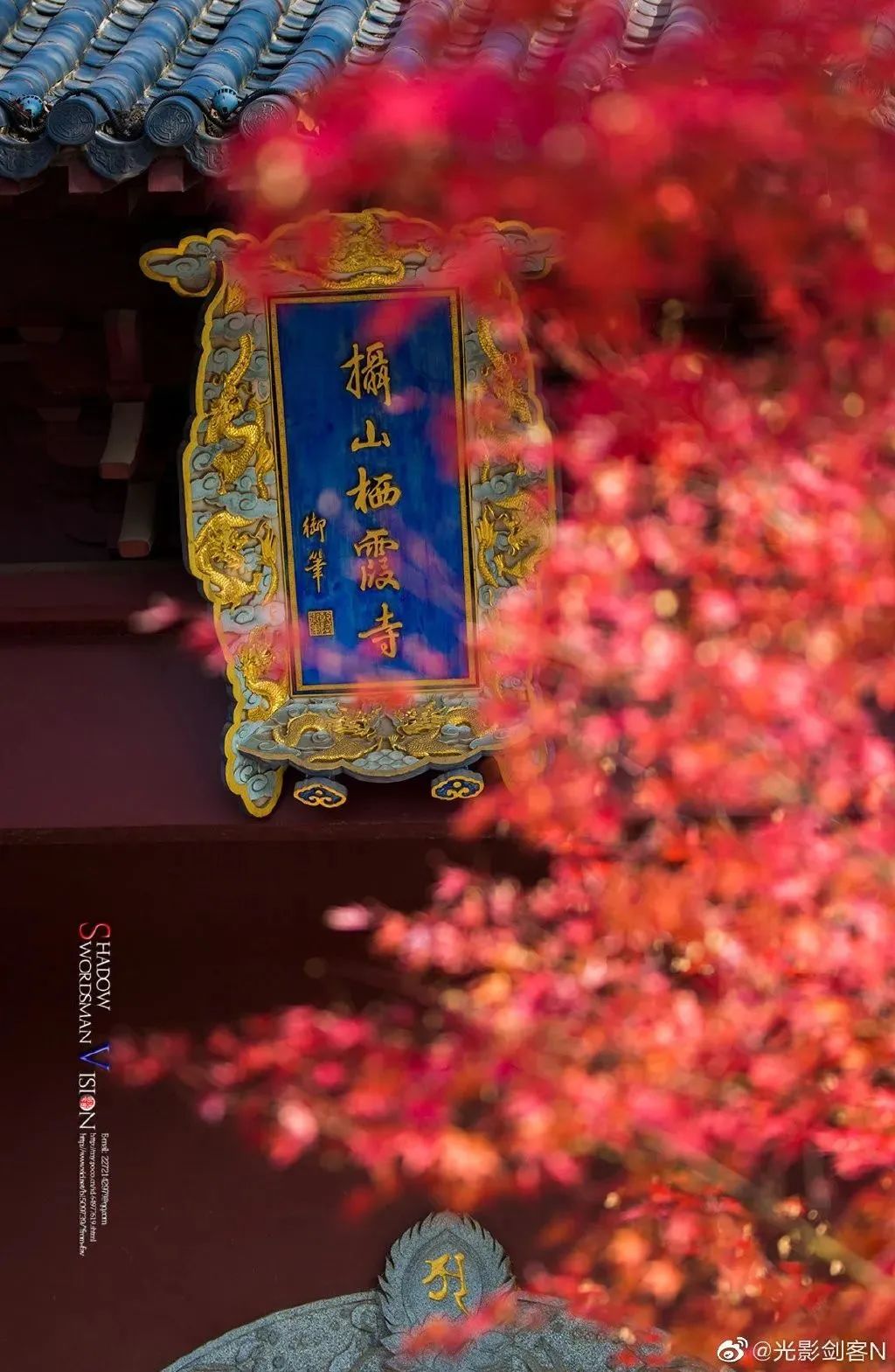 南京的法国梧桐秋天图片,南京法国梧桐秋天