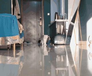 两只猫打架喵星人殊死搏斗满嘴毛,两只猫打架互拔胡子