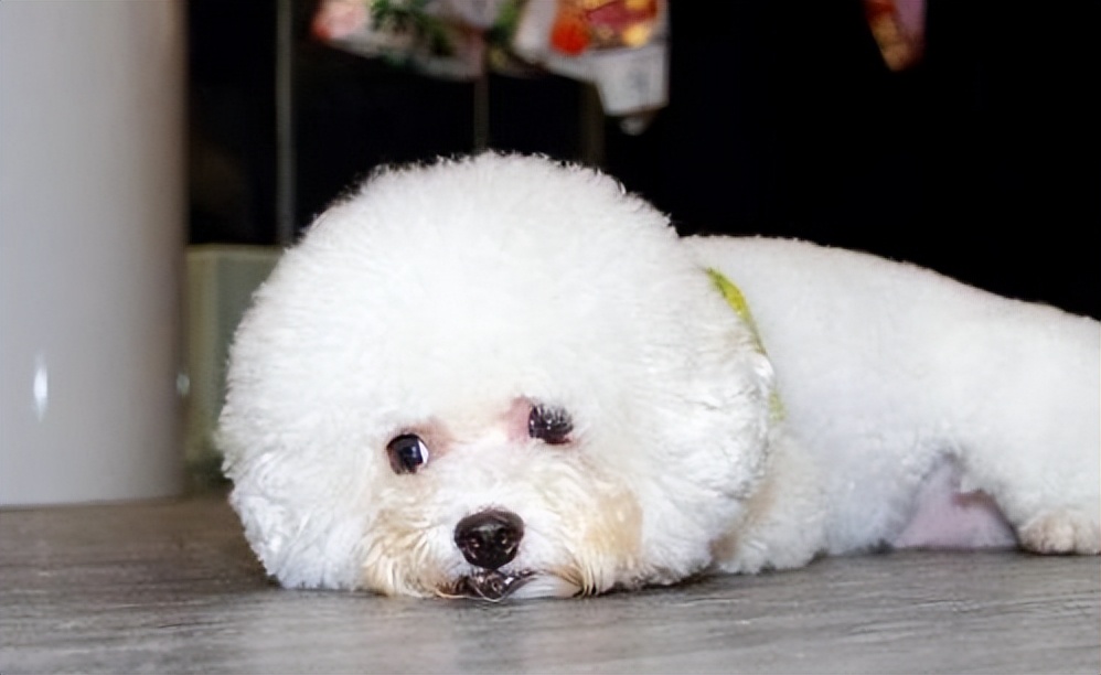 比熊拉了很多虫是什么情况,比熊要驱虫的表现是什么