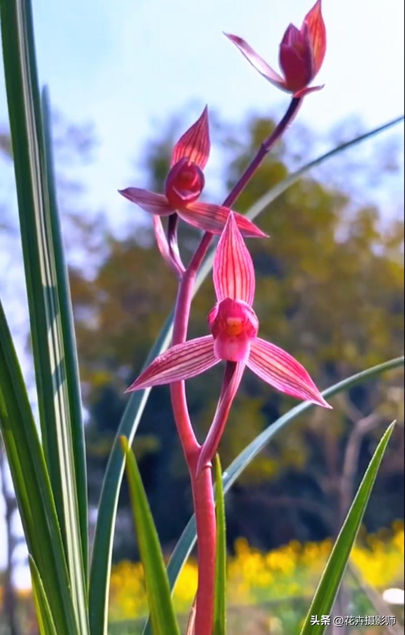 经典永流传！它是国兰“第一红”，珍贵又稀少，懂兰人视它为珍宝