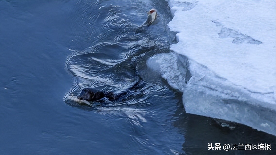 野生水貂捕鱼视频,吉林发现野生水貂