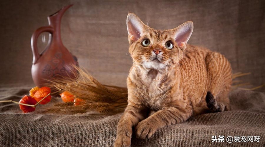 猫咪品种大全及图片,猫咪品种大全视频