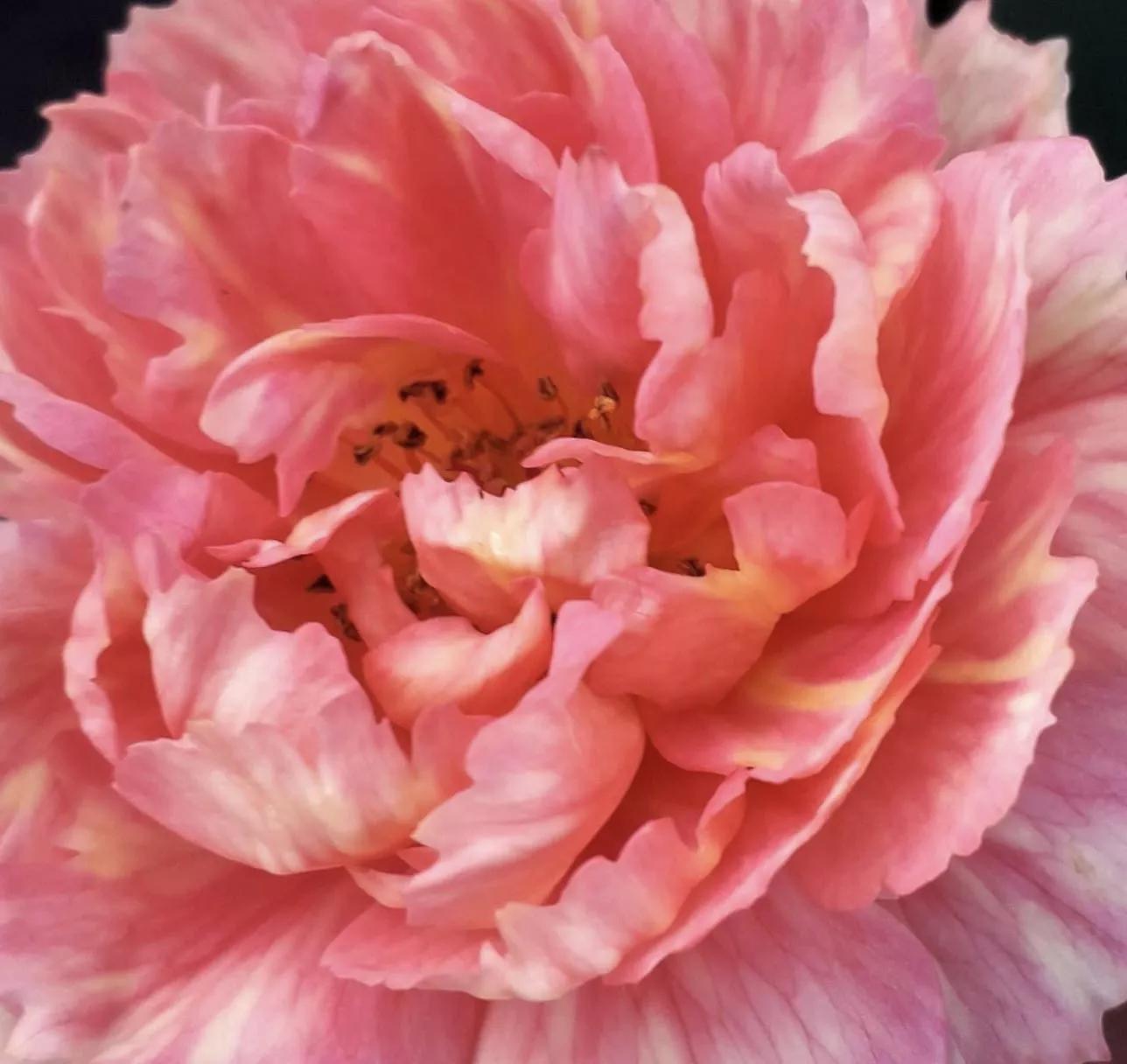 月季品种醉花,月季品种大全及图片欣赏