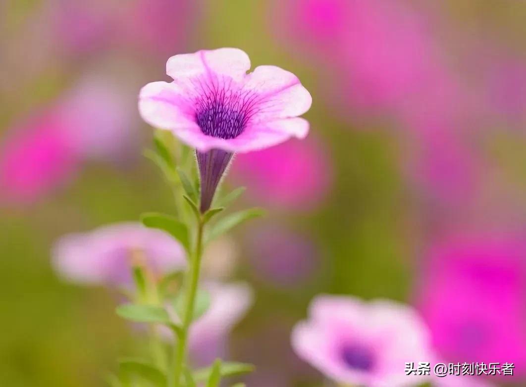 抗战时期国际对中国的援助的影响,抗日战争巴基斯坦援助中国纪录片