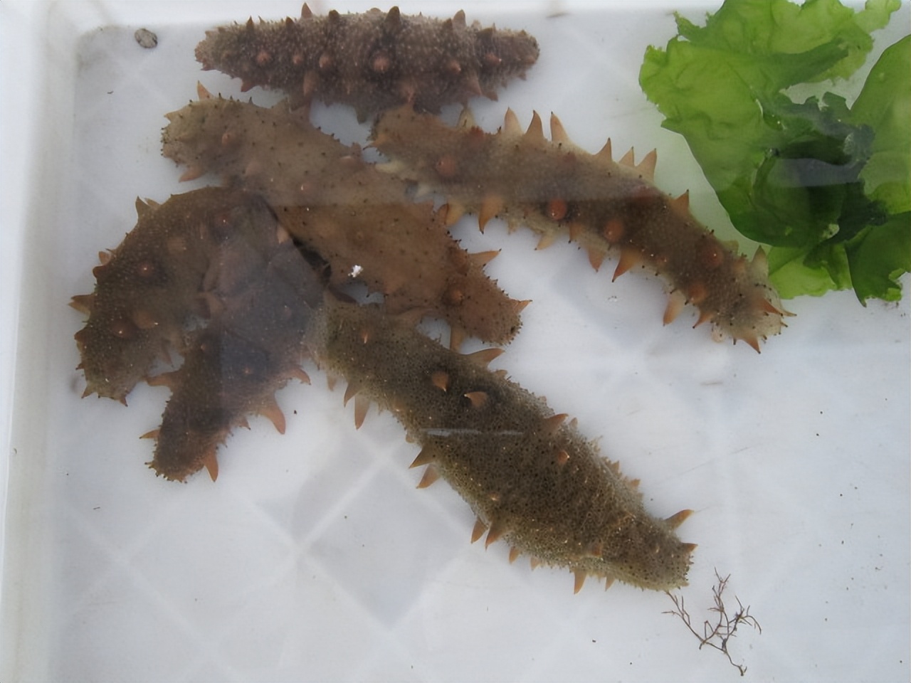 海参的养殖技巧和方法,海参如何养殖有哪些管理注意事项