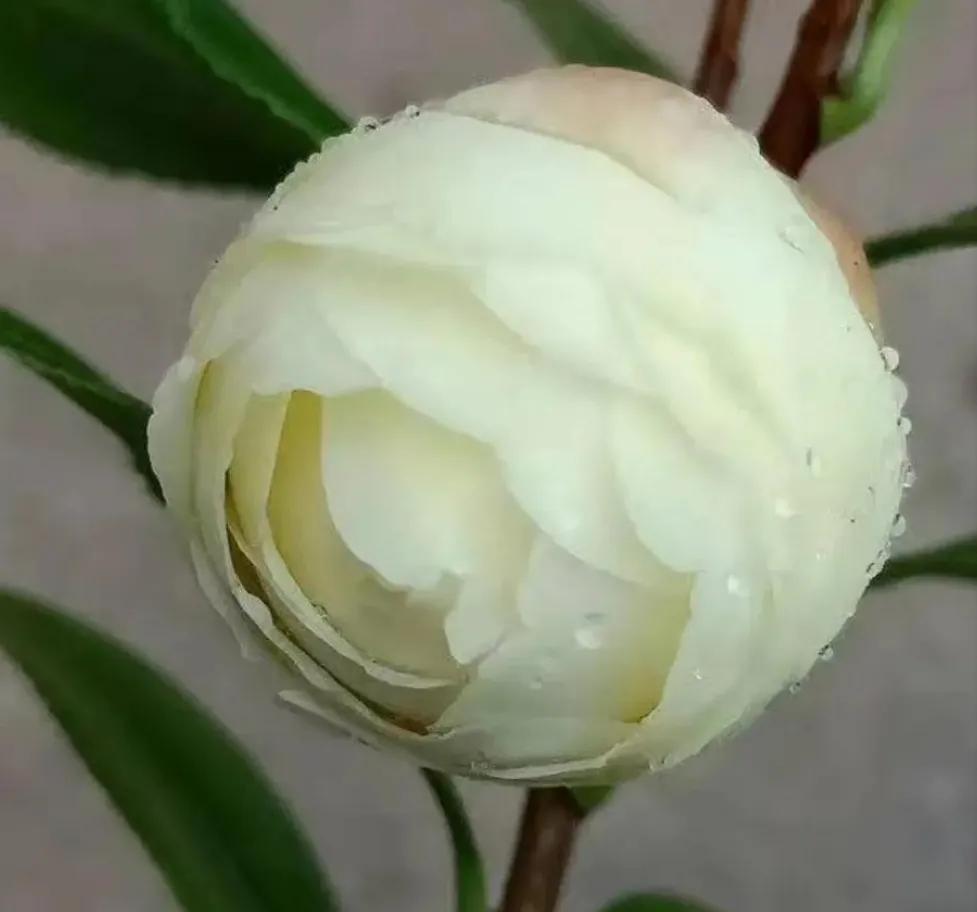 春夏之交，越来越多的花含苞欲放，这一百种娇媚蓓蕾真是美不胜收