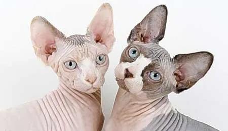 世界上最贵的猫咪,十种世界上最昂贵的猫咪