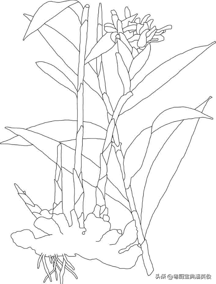 香料知识：广东三样宝之一的姜，有什么功效能获得这等美誉