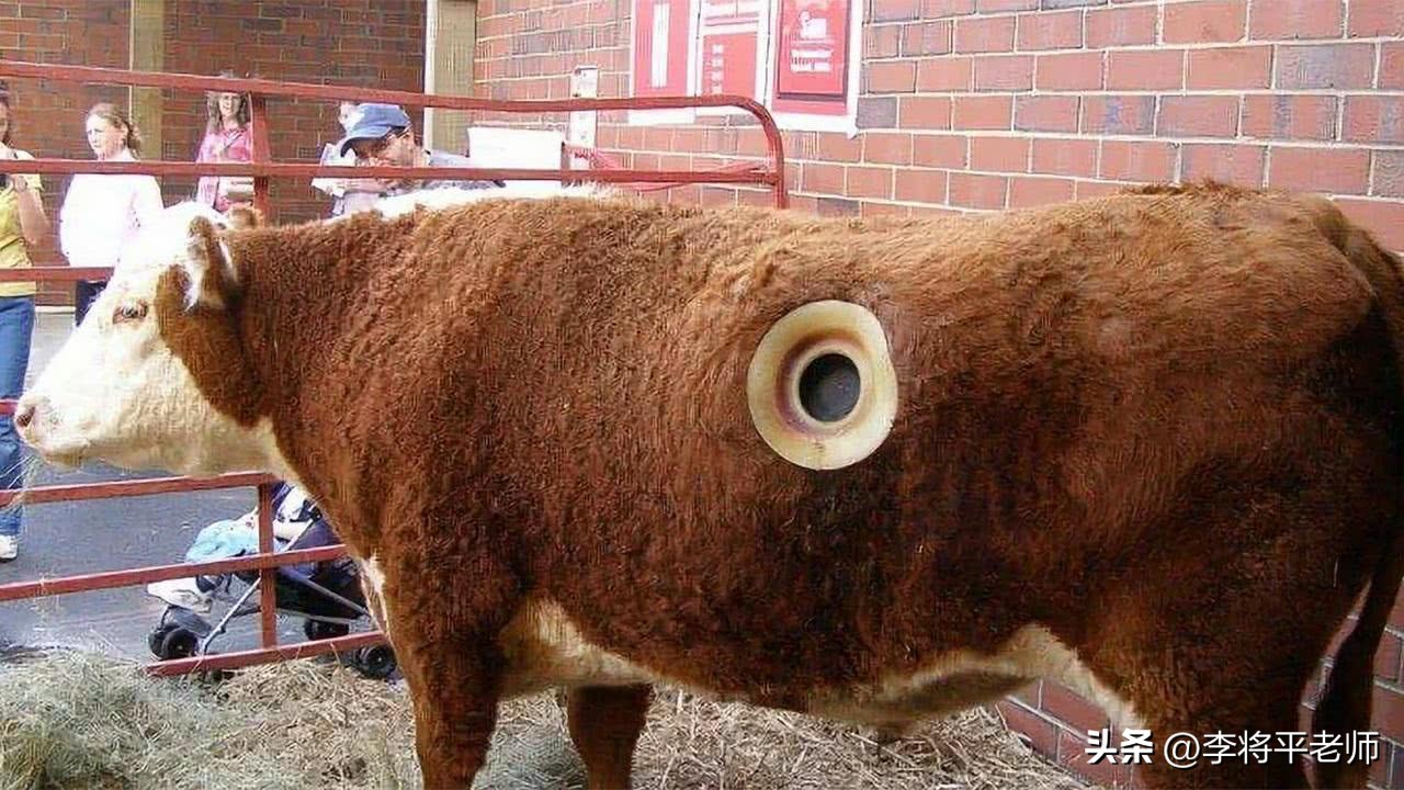 为什么外国人养牛在牛身上开个洞,现在的奶牛都在牛身上开洞吗