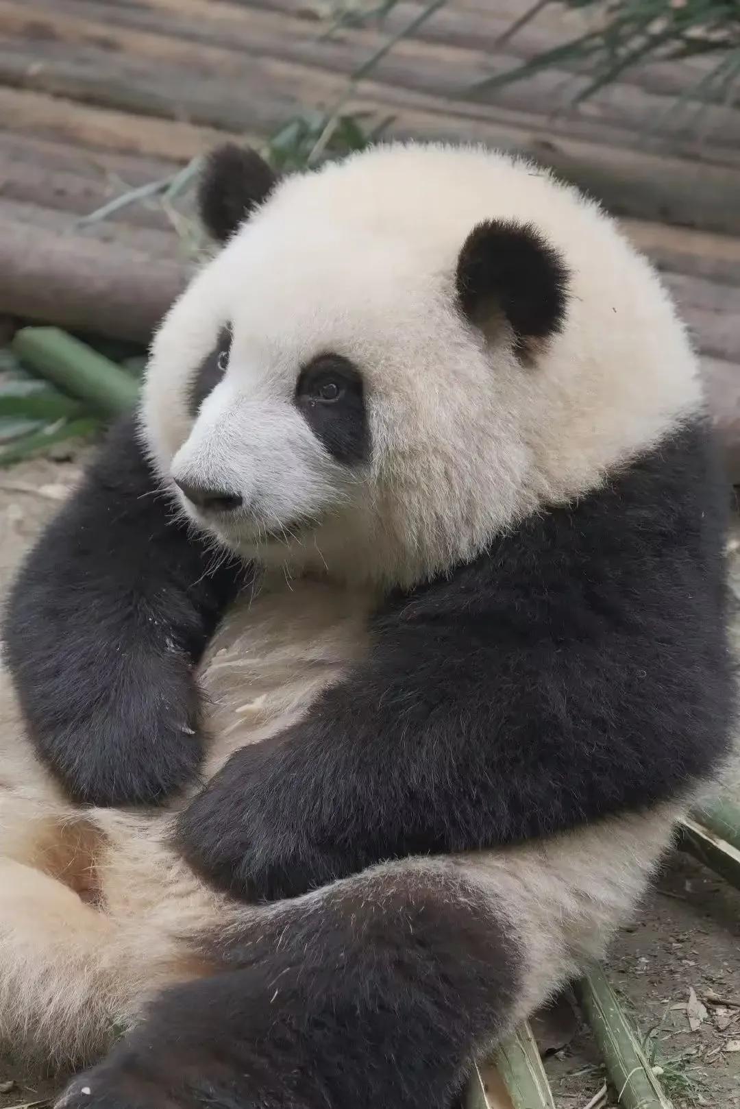 大熊猫花花和荷叶的温暖瞬间,国宝大熊猫和花萌萌哒瞬间