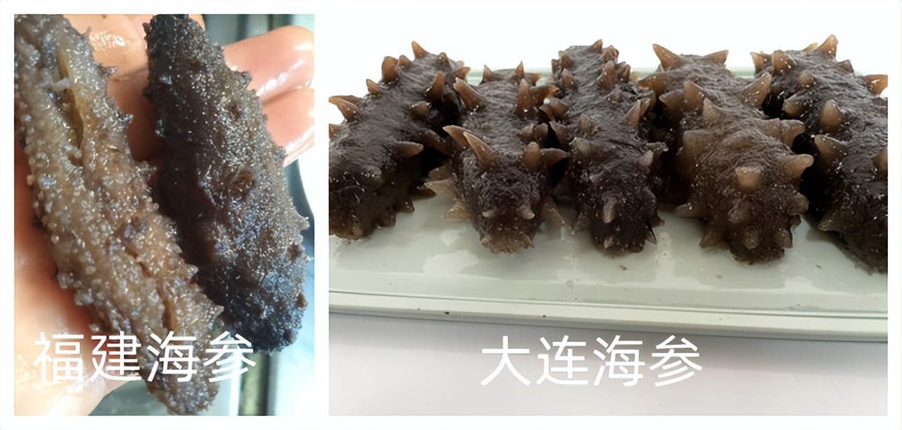 北极海参和辽参哪种价格高,辽参鲜海参500克价格表