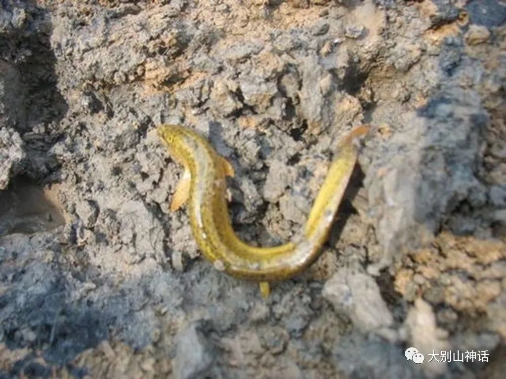 佘汉武图片,佘汉武最后的作品