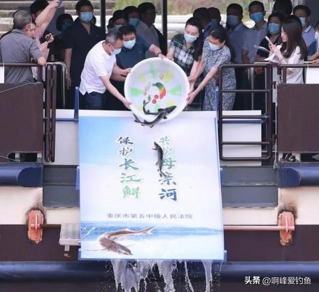 这种“黑鲤鱼”在野外可是个宝贝，钓不得抓不得，属我国特有物种