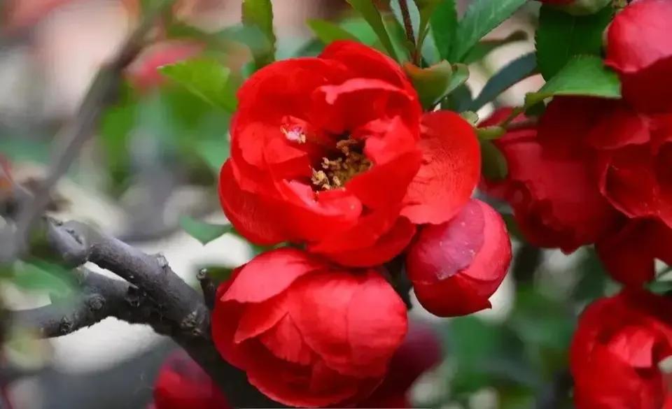 穿红色带来幸运,穿红色衣服好兆头