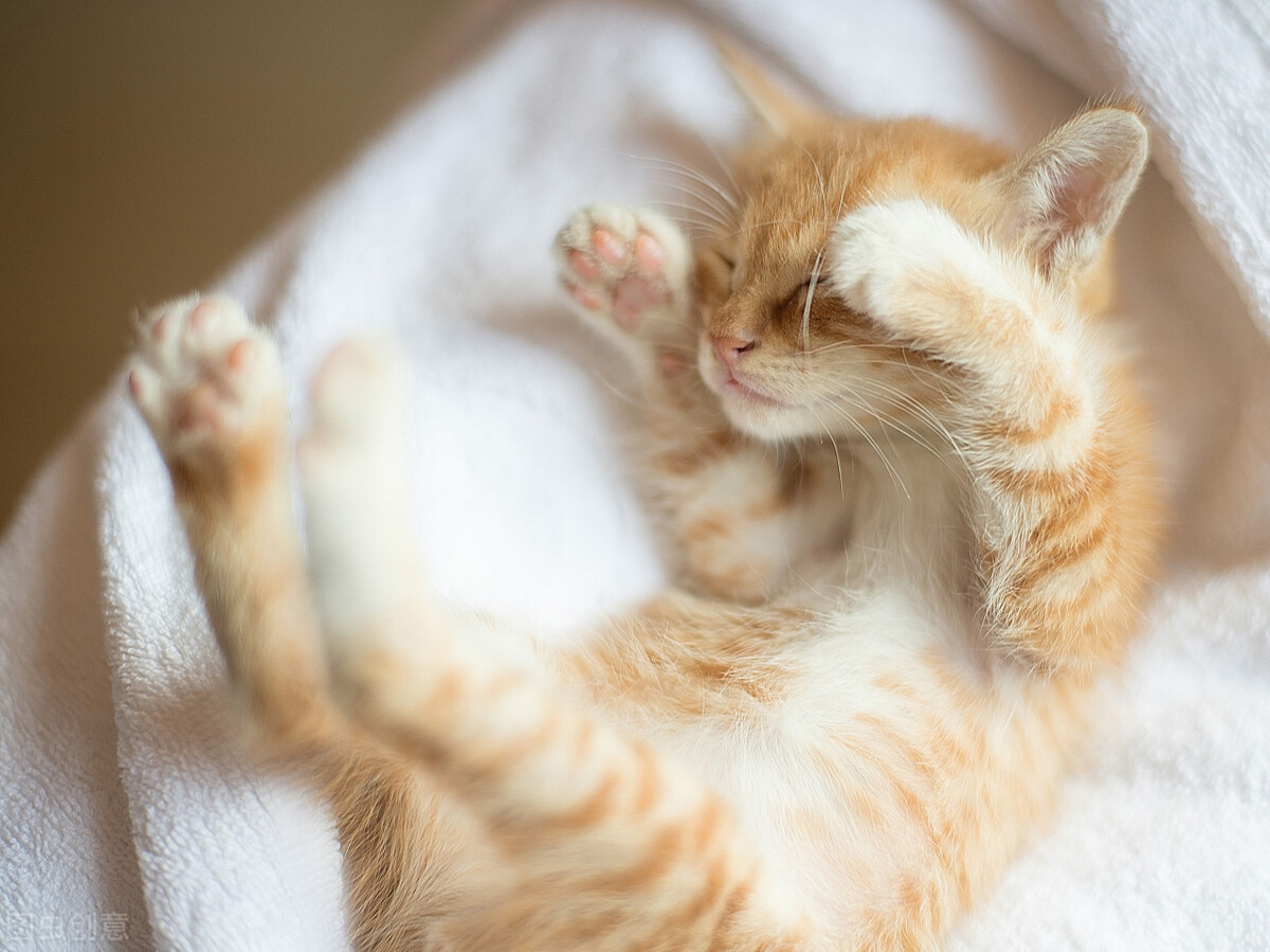 刚养猫的铲屎官有点怕猫怎样克服,猫咪铲屎官的居家养猫和防护心得