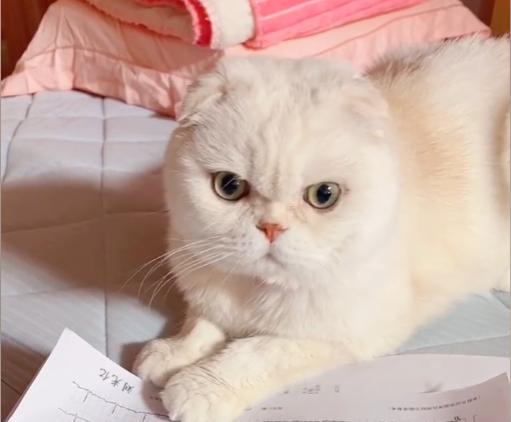 猫界顶流刘二豆,喵界顶流二豆