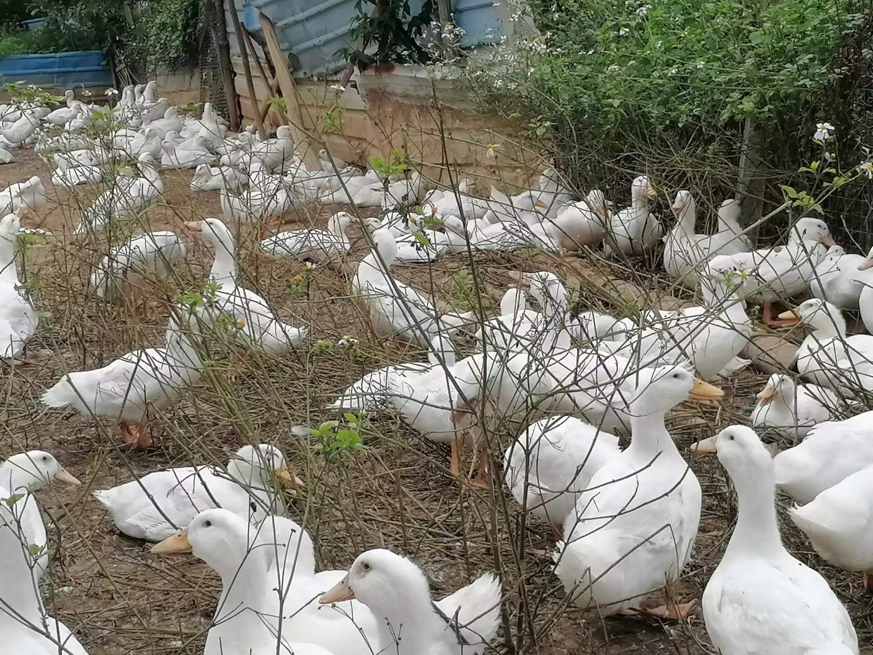 新手养鸡好还是养鸭好,新手养鸭