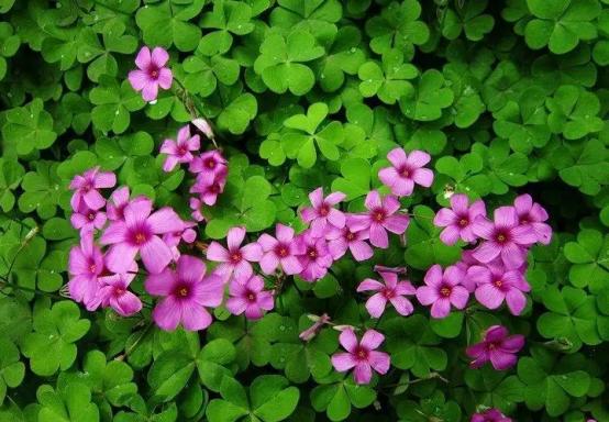 百花种类大全,百花的种类有哪些