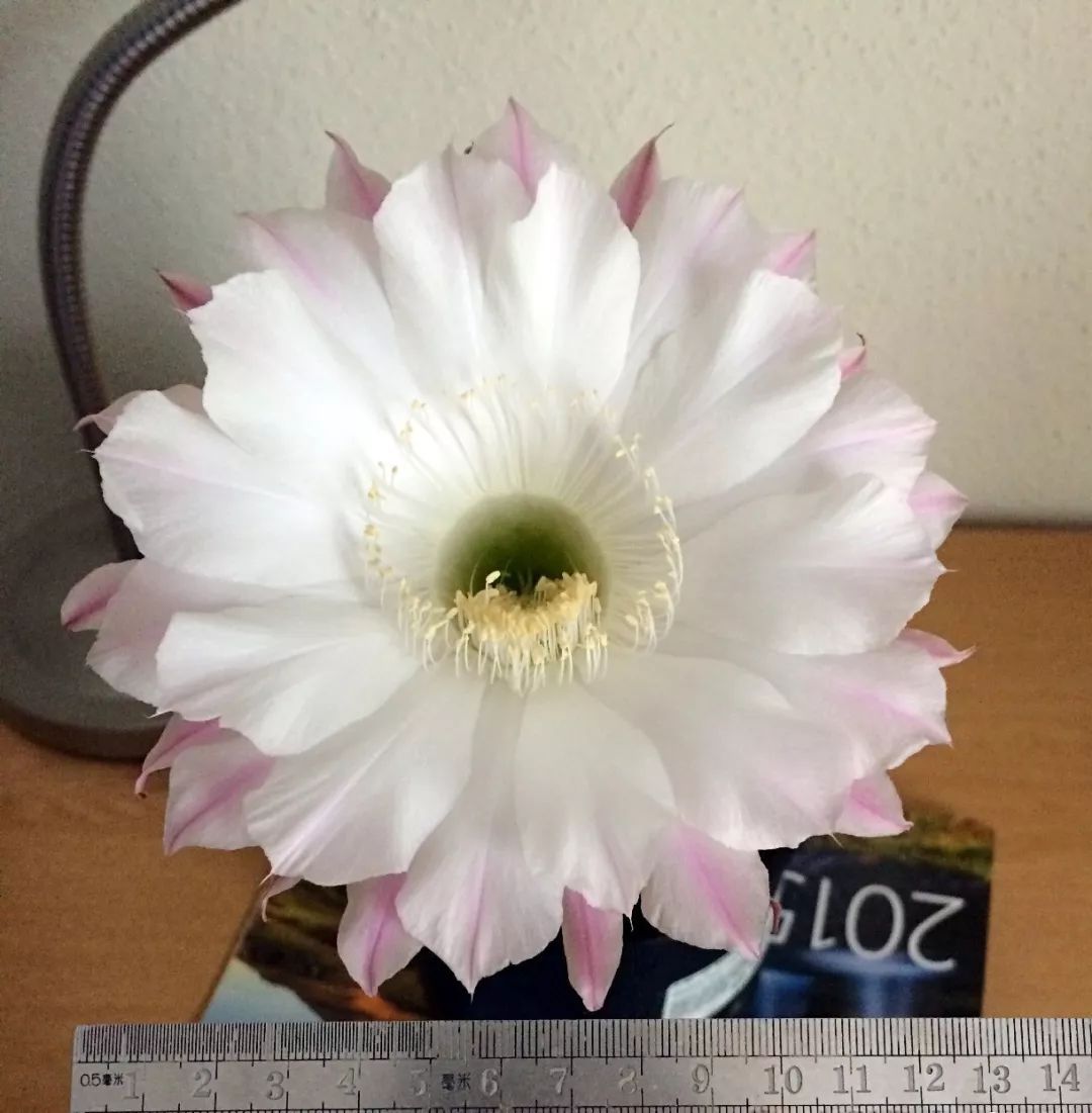 200种·仙人球开花图鉴，大开眼界，美到爆