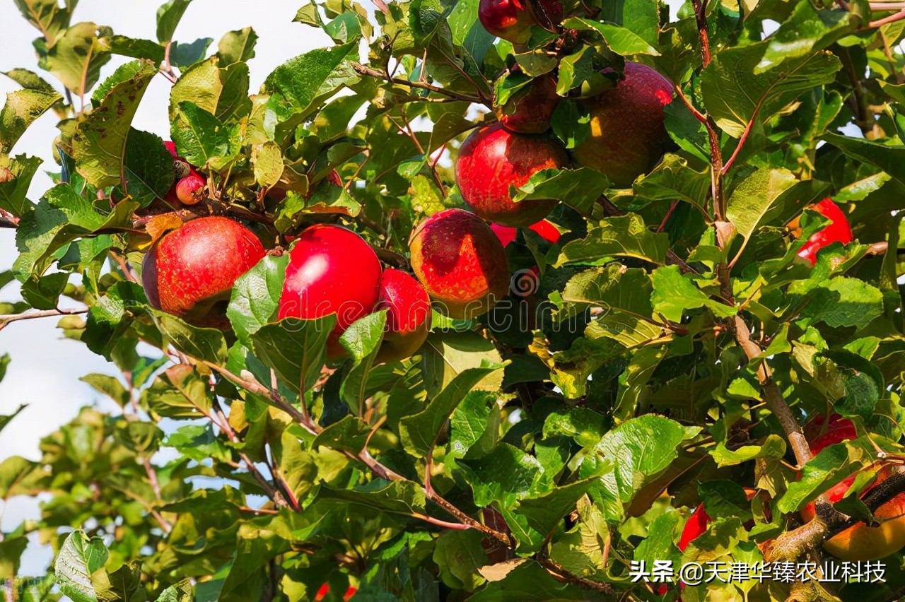 edta螯合钙肥的钙含量,edta螯合钙是酸性还是碱性