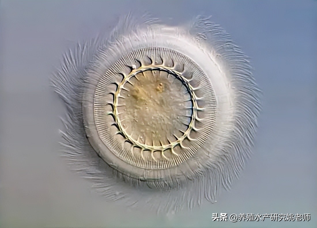 加州鲈鱼苗大量死亡是什么原因,鲈鱼苗死亡是什么原因