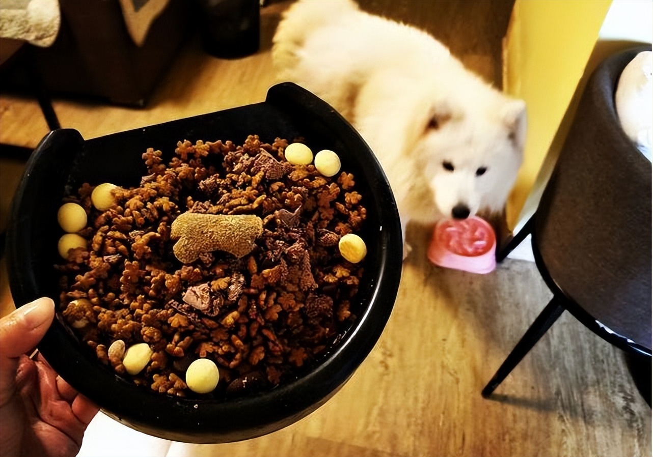 百度一下萨摩耶的优点与缺点,萨摩耶狗狗缺点优点