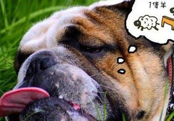 狗狗晚上老是叫怎么训练,狗狗黑眼圈是什么原因