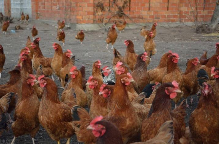 鸡黑色粪便吃什么药,鸡拉黑色稀粪便是怎么回事