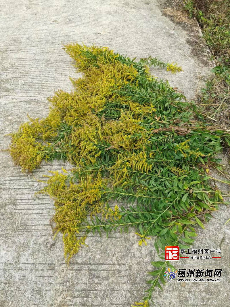 怪鱼带来的灾难,怪鱼物种入侵