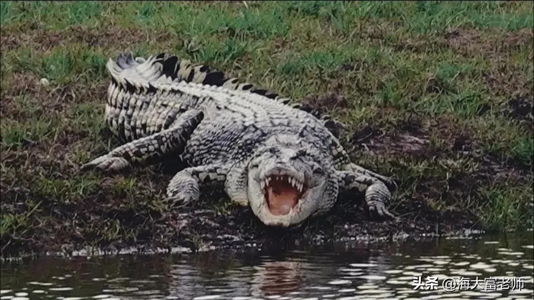 巨蟒大战恐鳄电影中巨蟒有几米,巨蟒大战恐鳄电影片段