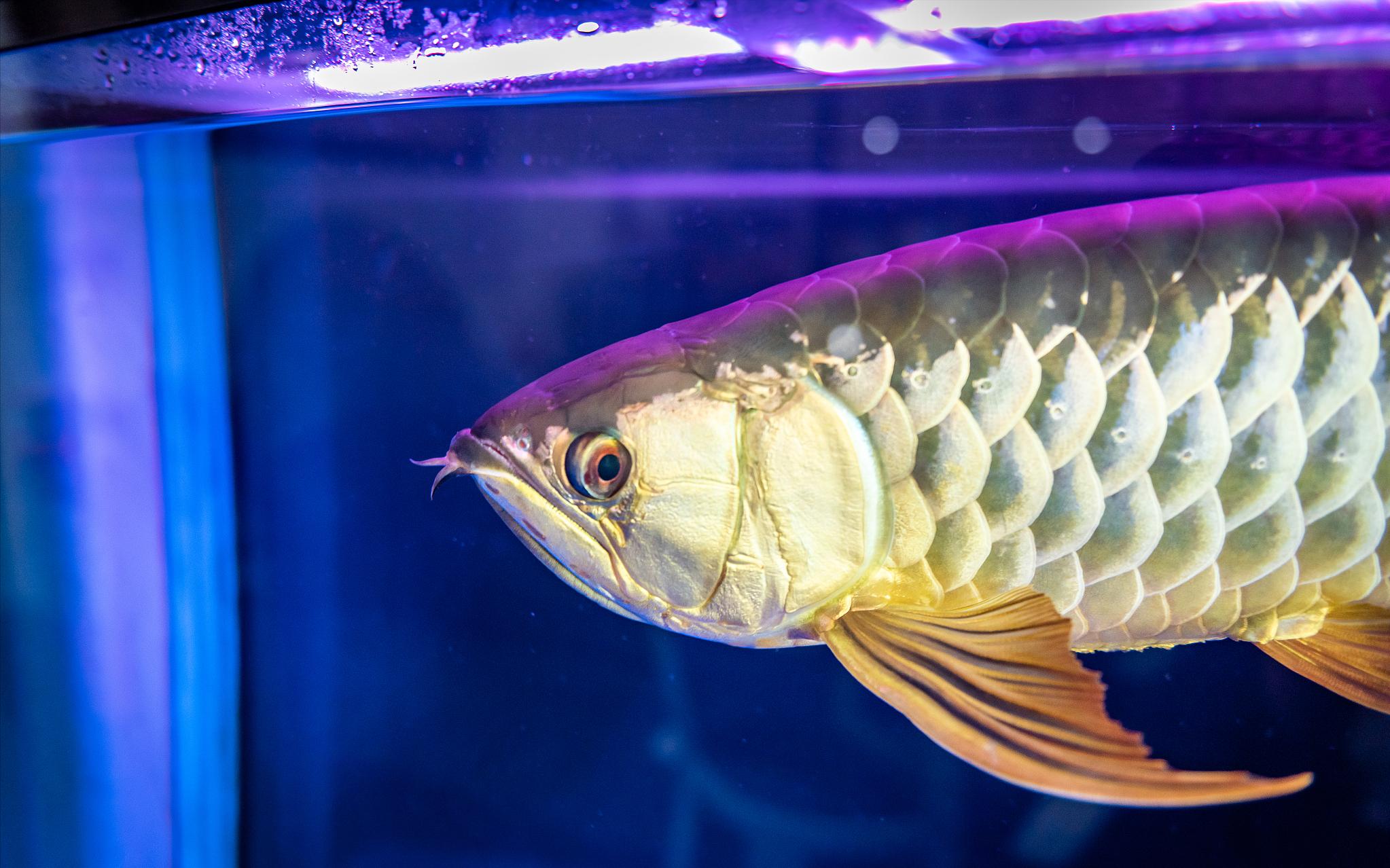 龙鱼有疾病用什么药,龙鱼有伤会不会容易感染