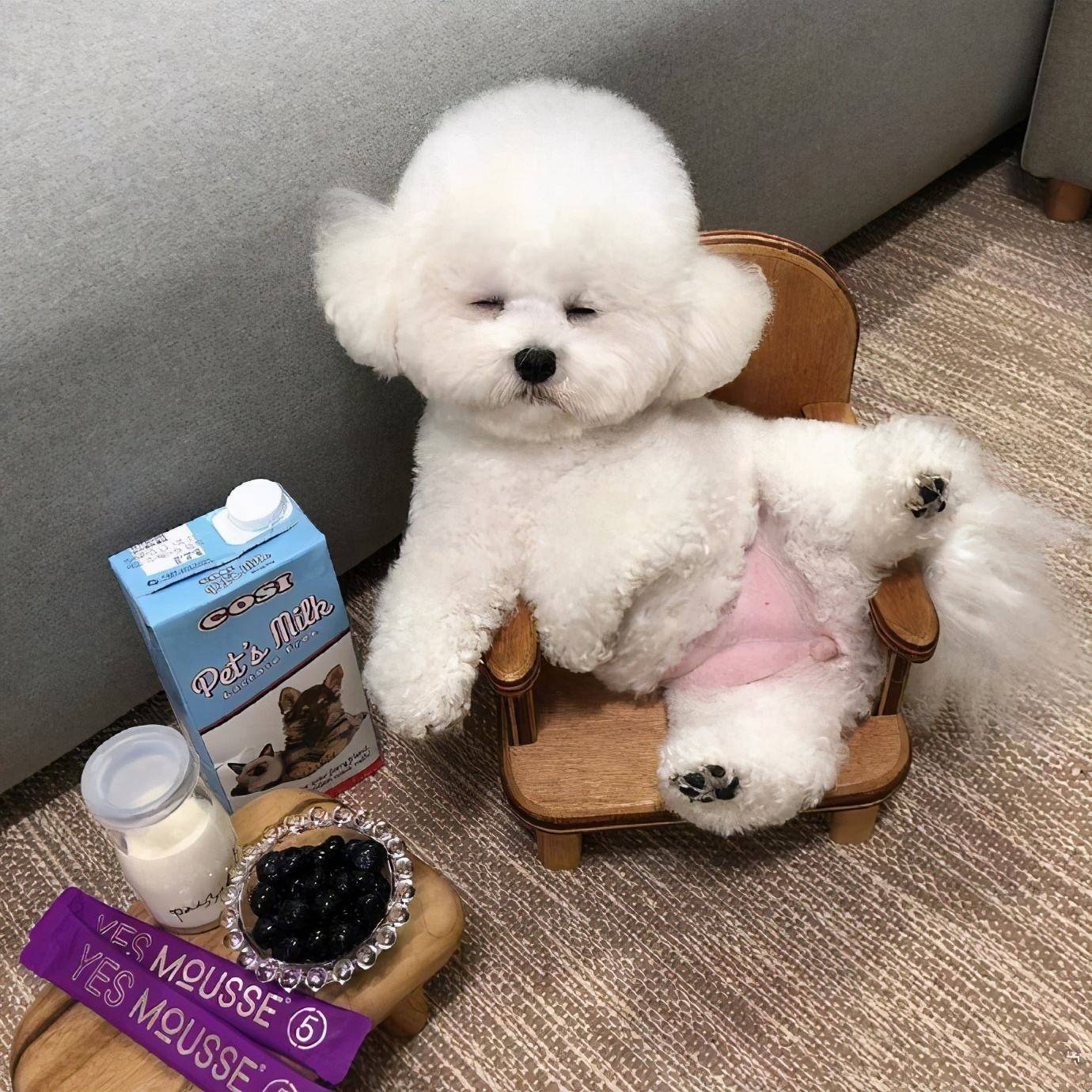 比熊犬老是转圈是什么意思,比熊犬老是翻跟头是什么意思