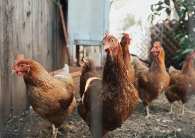 看了致富经破产的人,养殖亏得倾家荡产后改行翻身案例