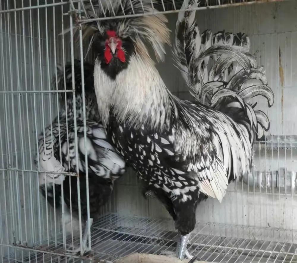 带你一分钟了解波兰,波兰的真实深度解析