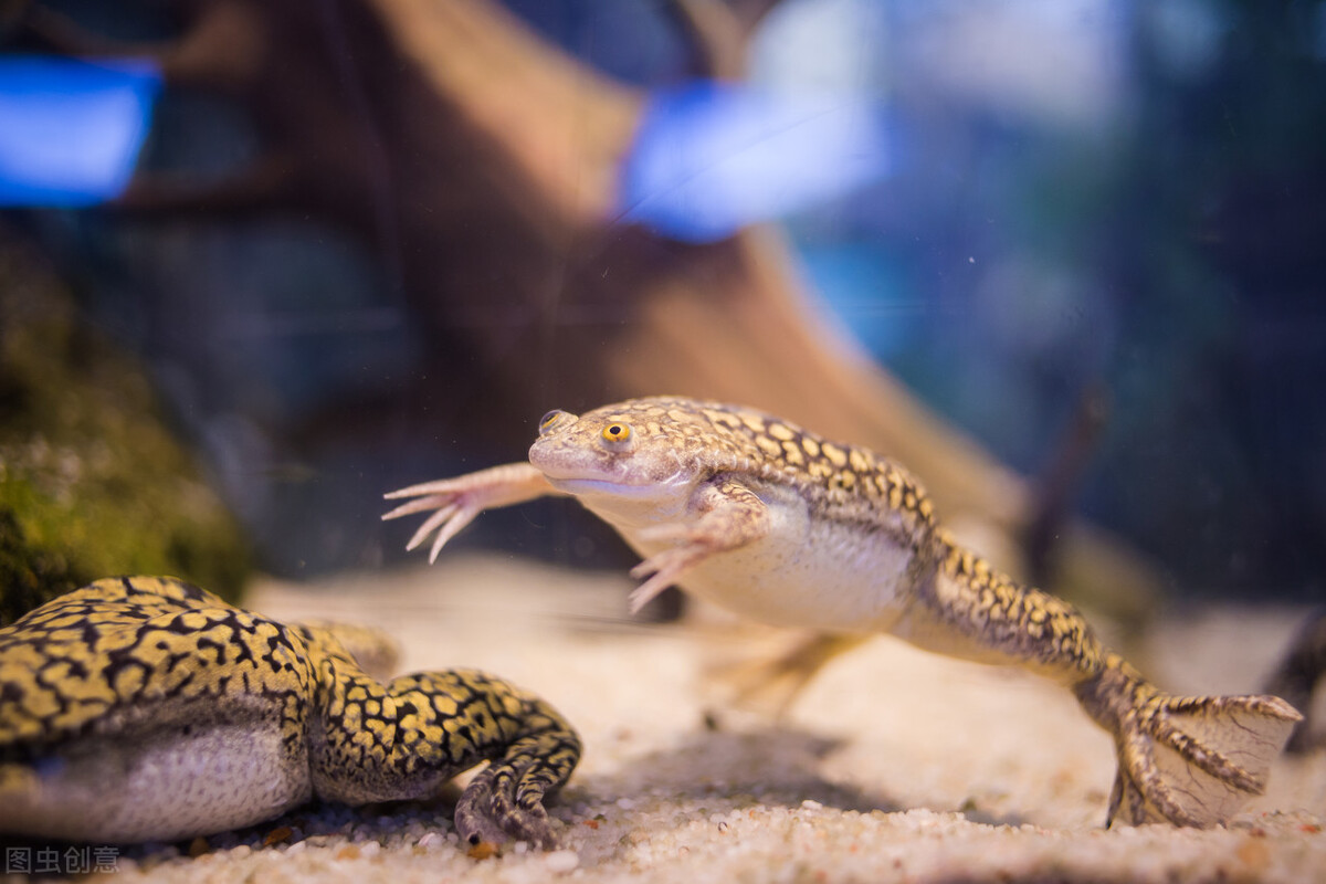 非洲爪蛙是一种大型扁平蛙，主要栖息在湖泊和河流的底部