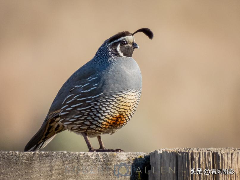尼康p950拍产品怎么样,拍鸟一定要买大炮筒吗
