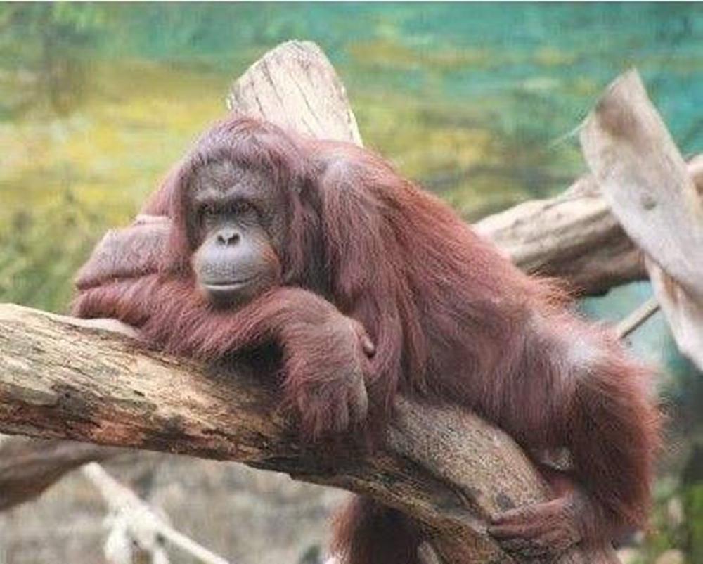 红毛猩猩被囚六年，培养成泄欲工具，身上溃烂也得接客