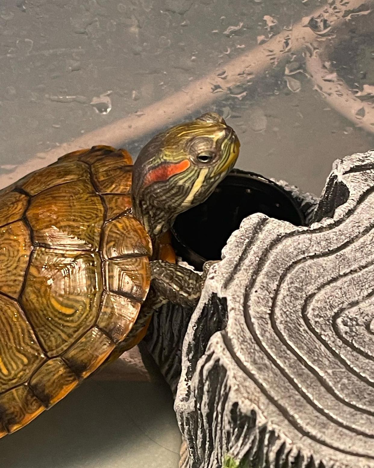 巴西龟龟壳发白有腐皮,巴西龟爪子发白怎么治