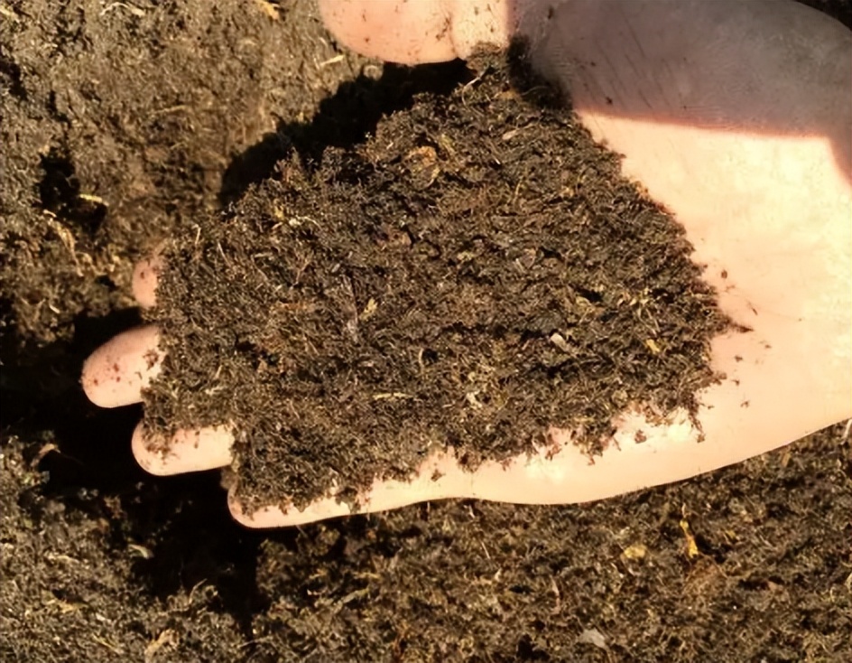 进口泥炭需要什么条件,广州进口泥炭土清关