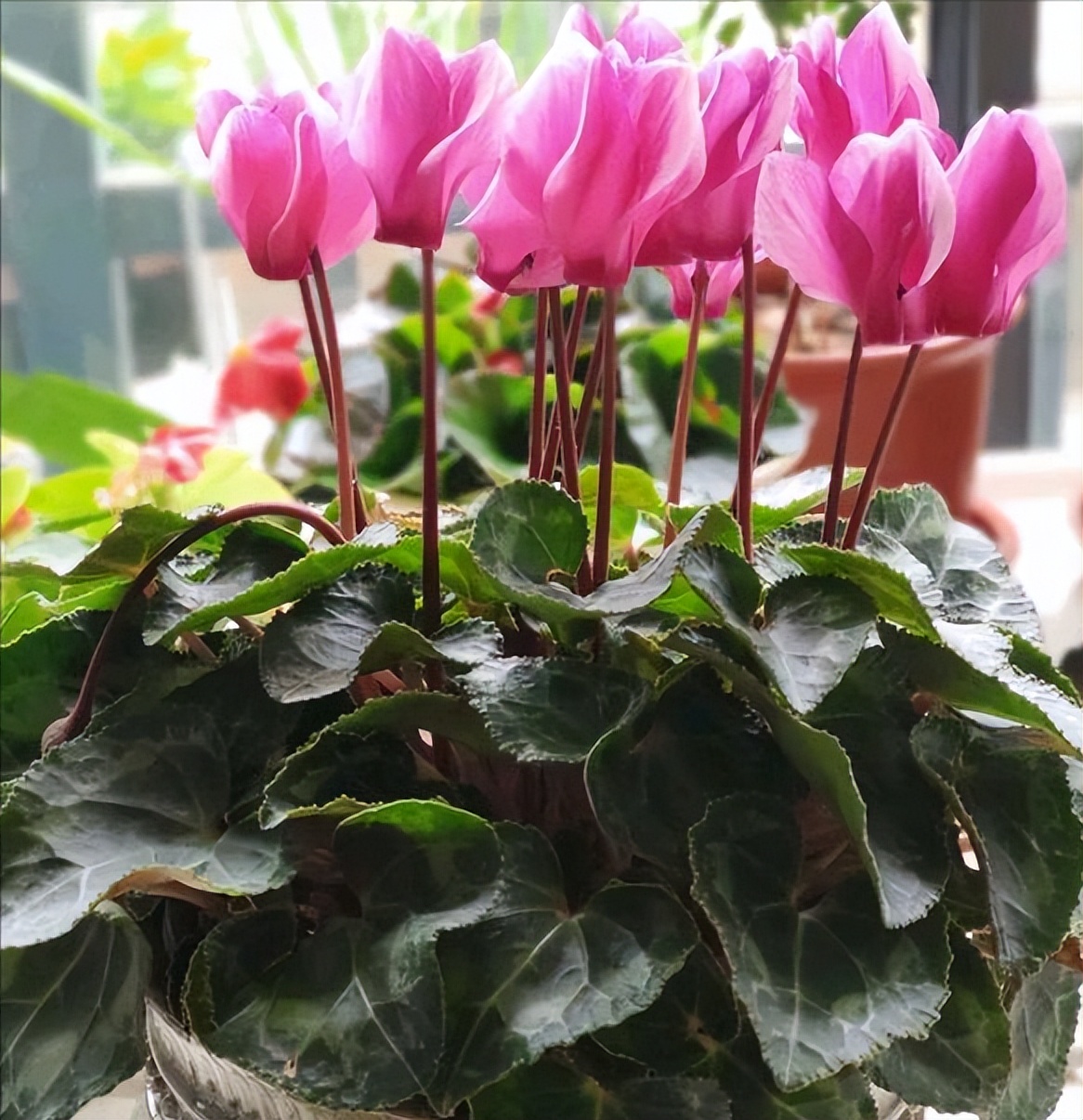 种花浇水20天盆没干能浇水吗,室内种花浇水不漏水