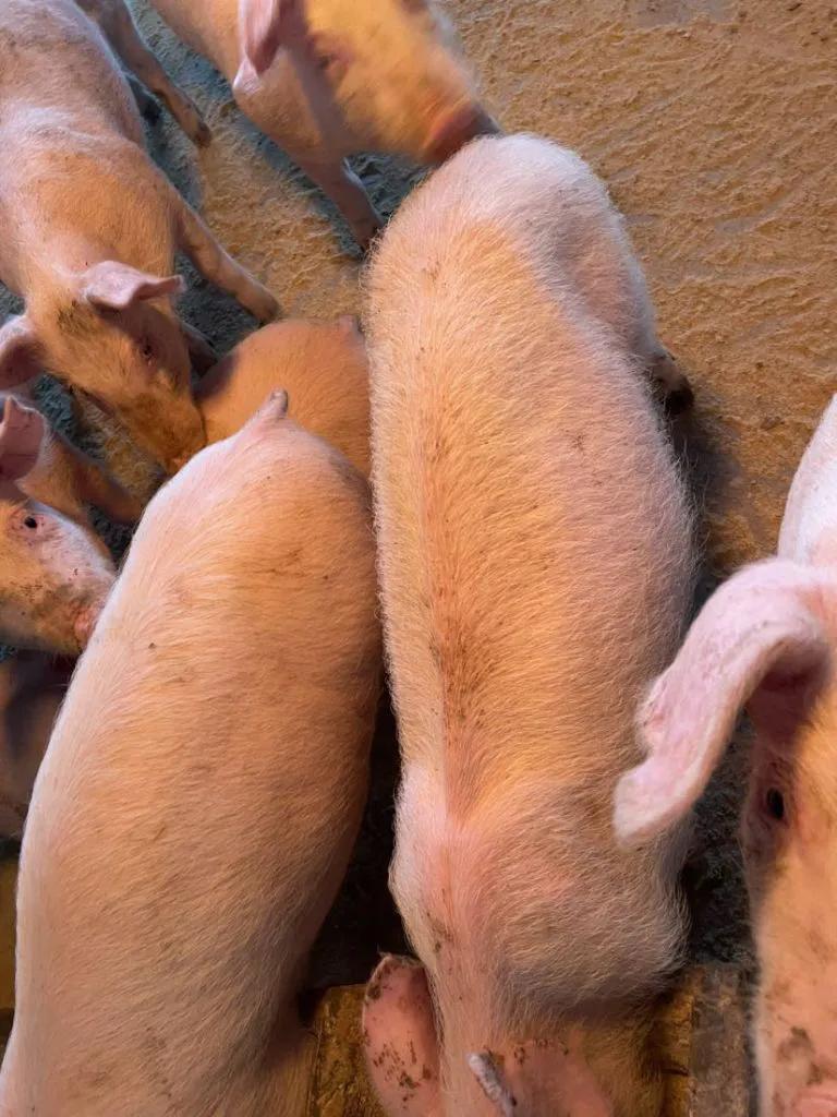 猪圆环病毒病用什么药治疗有效果,猪圆环病毒病对猪群的危害有多大