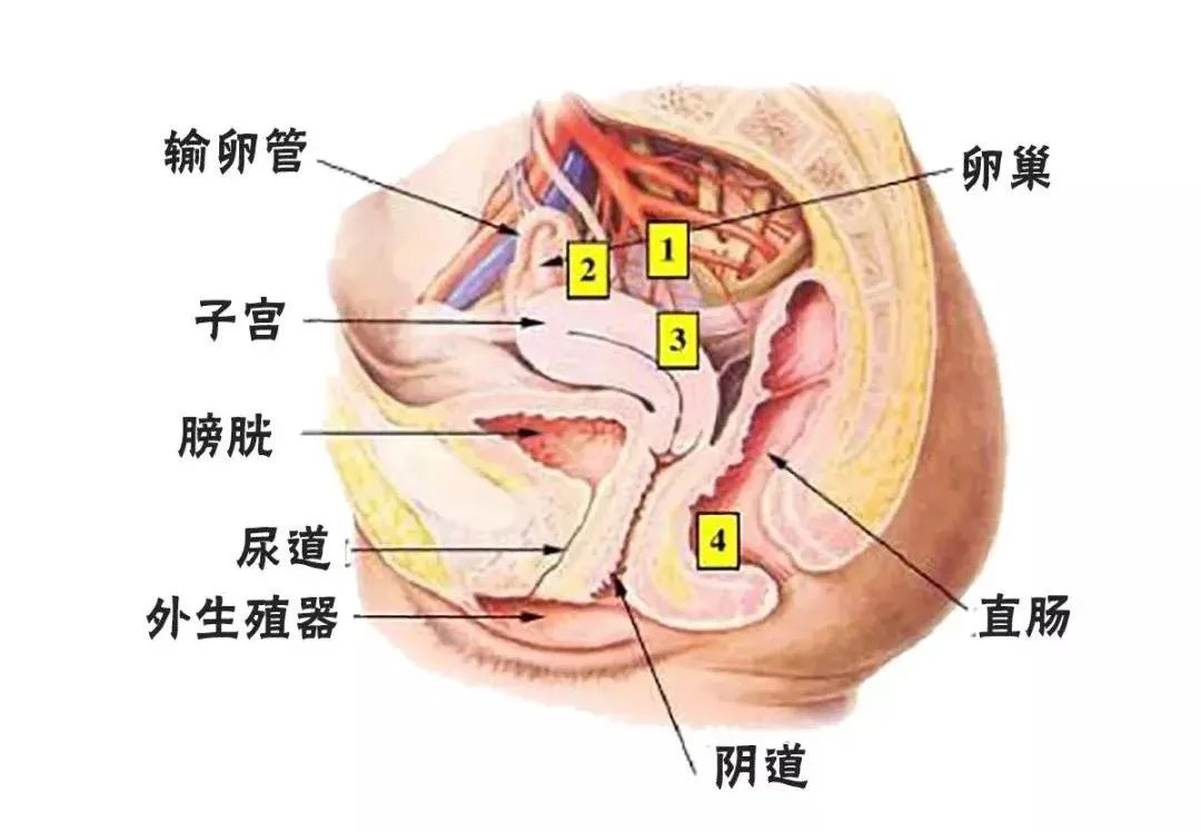阴道炎不敢去医院检查,得了阴道炎不去医院要怎么治疗