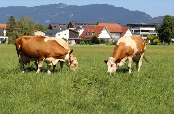 专业无害化处理,纯天然无公害